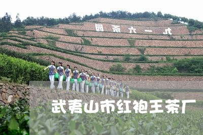 武夷山市红袍王茶厂/2023041629825