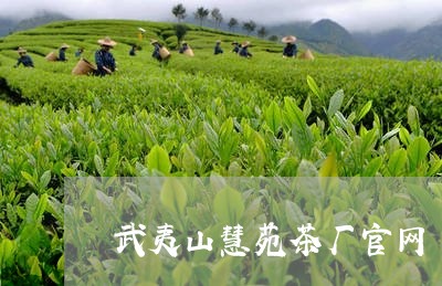 武夷山慧苑茶厂官网/2023041681838