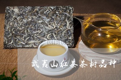 武夷山红茶茶树品种/2023041755052