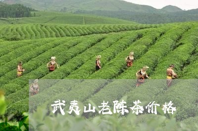 武夷山老陈茶价格/2023032447370