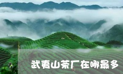 武夷山茶厂在哪最多/2023041628351