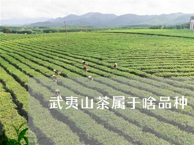 武夷山茶属于啥品种/2023032145137