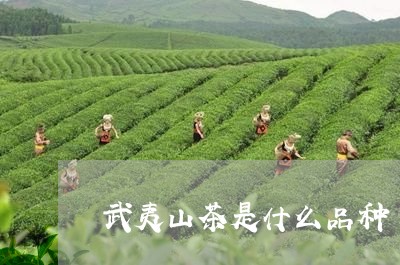 武夷山茶是什么品种/2023041726139