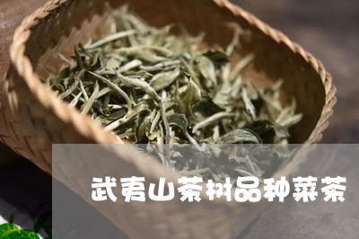 武夷山茶树品种菜茶/2023032182607