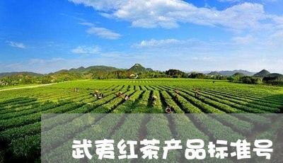 武夷红茶产品标准号/2023041481604