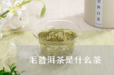 毛普洱茶是什么茶/2023041160603