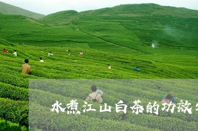 水煮江山白茶的功效与作用/2023040952716