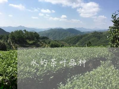 水的茶叶品种/2023032242725