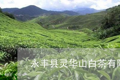 永丰县灵华山白茶有限公司/2023041260481