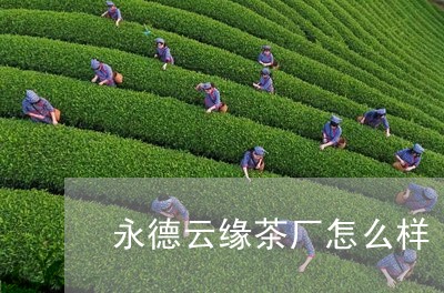 永德云缘茶厂怎么样/2023041699481