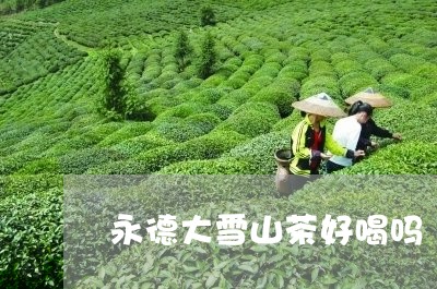 永德大雪山茶好喝吗/2023031828594