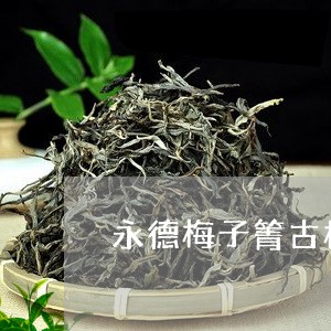 永德梅子箐古树茶/2023032618590