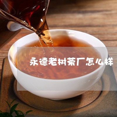 永德老树茶厂怎么样/2023032037140