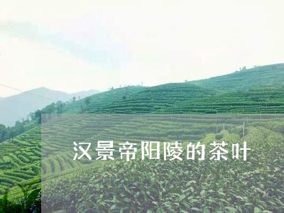 汉景帝阳陵的茶叶/2023032728381