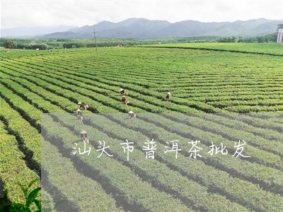 汕头市普洱茶批发/2023041109692