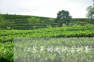 江苏买的雨林古树茶/2023032107040