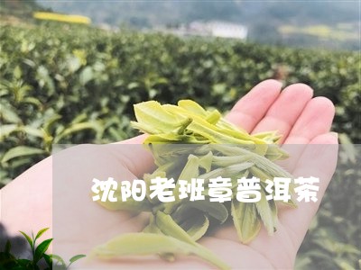 沈阳老班章普洱茶/2023041262816