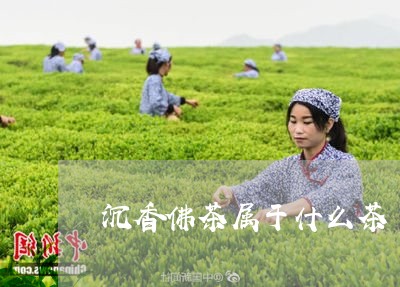 沉香佛茶属于什么茶/2023041522836