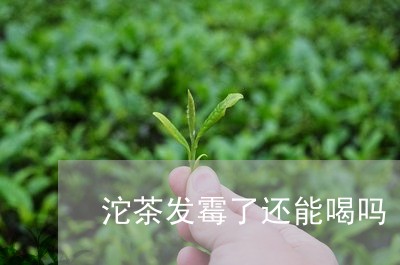 沱茶发霉了还能喝吗/2023032180373