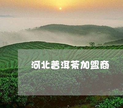 河北普洱茶加盟商/2023033051483