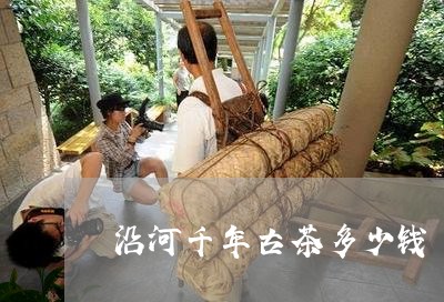 沿河千年古茶多少钱/2023032040615