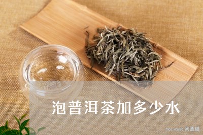 泡普洱茶加多少水/2023033046180