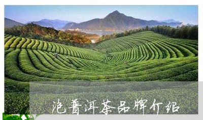 泡普洱茶品牌介绍/2023041398180