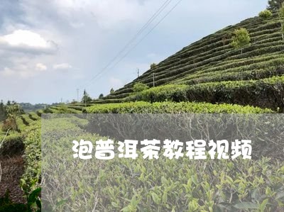 泡普洱茶教程视频/2023041057473