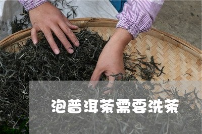 泡普洱茶需要洗茶/2023041155026