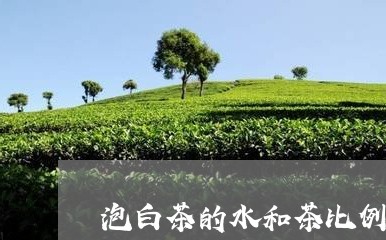 泡白茶的水和茶比例一样吗/2023040936069