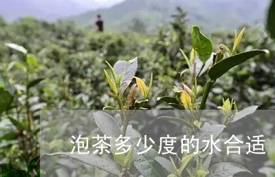 泡茶多少度的水合适/2023041691159