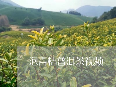 泡青桔普洱茶视频/2023040140615