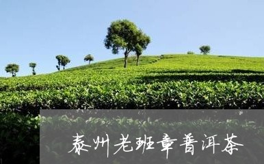 泰州老班章普洱茶/2023041311624