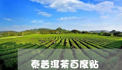 泰普洱茶百度贴/2023033021473