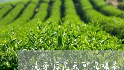 洗牙后几天可以喝茶/2023041673168