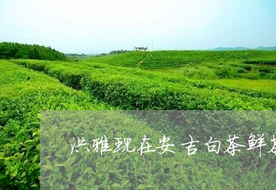 洪雅现在安吉白茶鲜茶价格/2023040974947