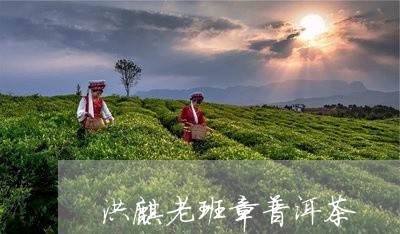 洪麒老班章普洱茶/2023031758472