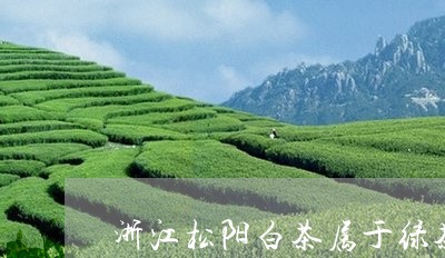 浙江松阳白茶属于绿茶类吗/2023040912927