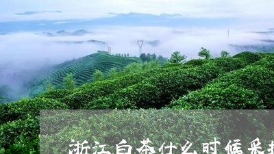 浙江白茶什么时候采摘结束/2023040963716