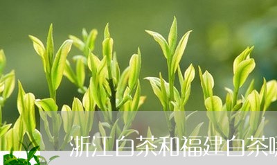 浙江白茶和福建白茶哪个好/2023040917060