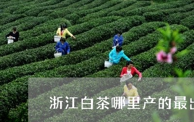 浙江白茶哪里产的最出名好/2023041205845