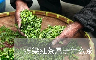 浮梁红茶属于什么茶/2023041681581