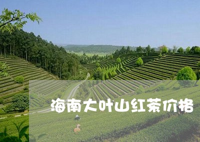 海南大叶山红茶价格/2023032121715