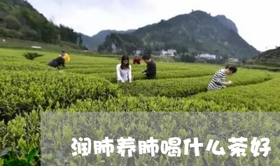 润肺养肺喝什么茶好/2023041631704