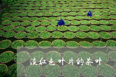 淡红色叶片的茶叶/2023032769471