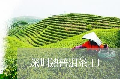 深圳熟普洱茶工厂/2023041260705