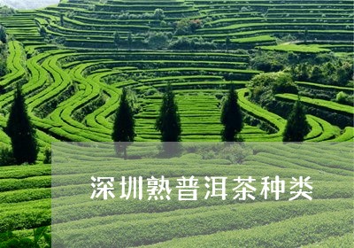 深圳熟普洱茶种类/2023041287359