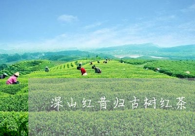 深山红昔归古树红茶/2023031805050