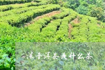 深普洱茶是什么茶/2023041173158