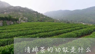 清排茶的功效是什么/2023041762946